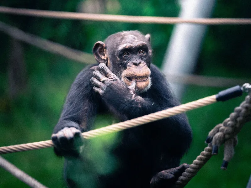 Beyond the Glass: Rethinking What Primate Self-Recognition Actually Measures