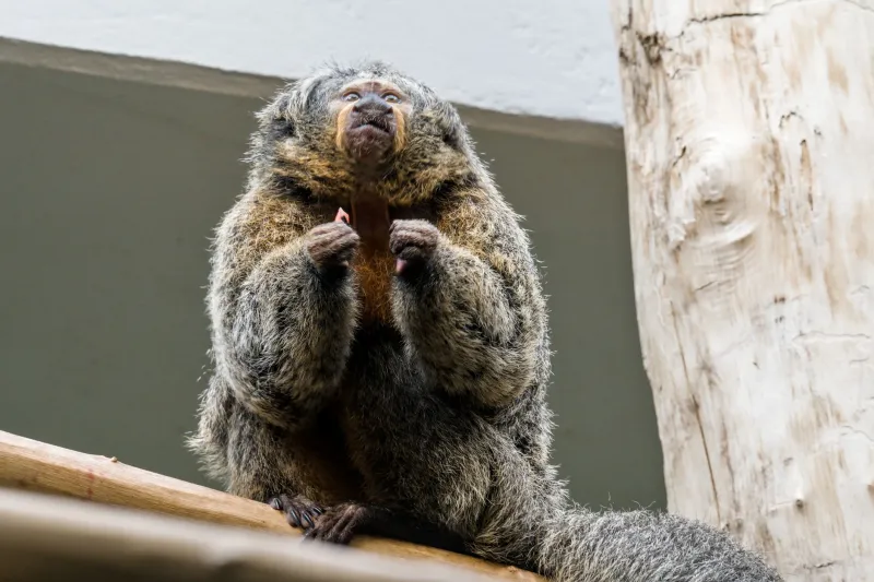 Cortisol, Cognition, and Captivity: What Stress Hormones Reveal About the Primate Mind