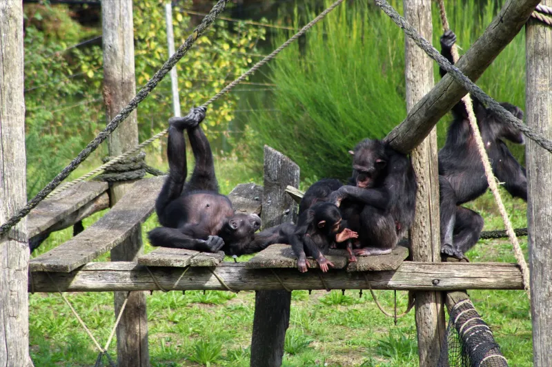 More Than Games: The Developmental Science Behind Primate Play and What It Means for Conservation