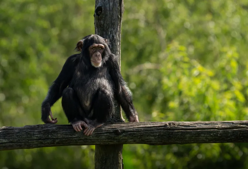 The Matriarchs Who Remember Everything: How Elder Female Primates Shape Survival, Culture, and Longevity