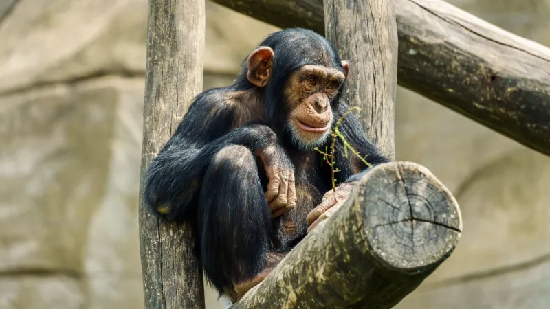 Every Primate Is an Individual: How Personality Research Is Changing Conservation