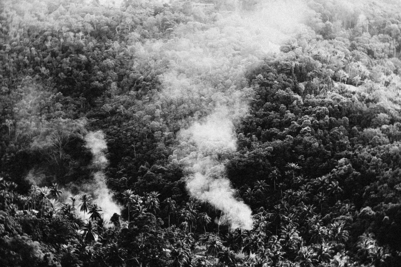 Forests in Flux: How Climate Change Is Redrawing the Map for Primate Survival