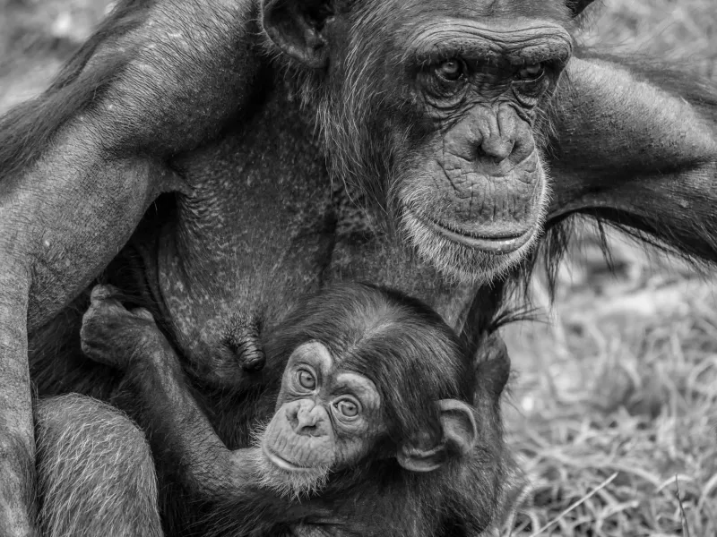 A Lifetime of Learning: How Primates Acquire, Preserve, and Pass On Knowledge From Birth to Old Age