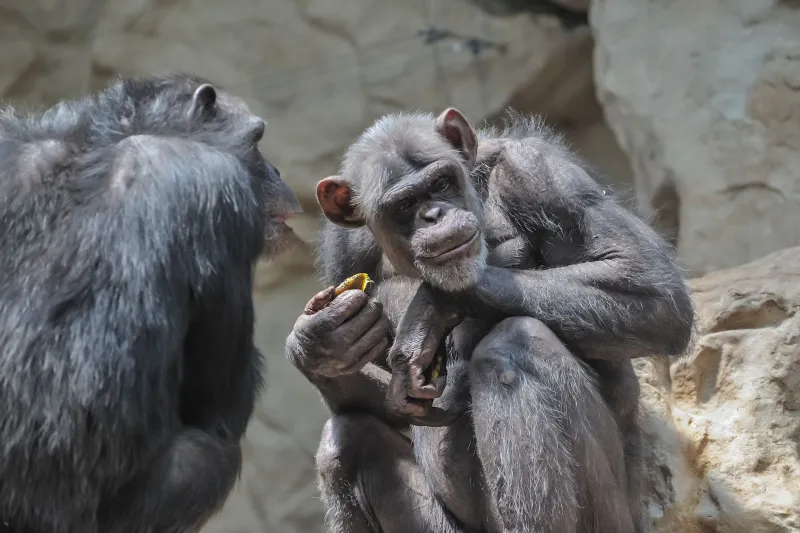 More Than Noise: Unpacking the Grammar, Dialects, and Hidden Depth of Primate Communication
