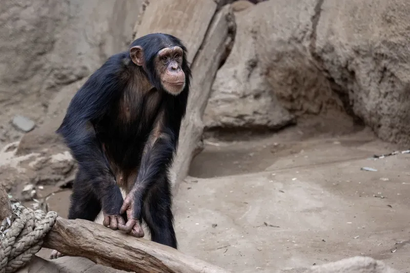 Neural Bridges: What Watching Primates Does to the Human Brain — and Why It Matters for Conservation