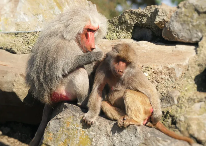 Power, Kinship, and Survival: Inside the Social Architecture of Primate Groups