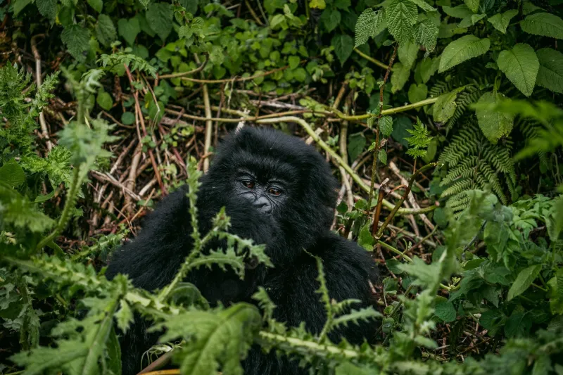 Counting Victories: Five Primate Conservation Breakthroughs That Gave Species a Second Chance