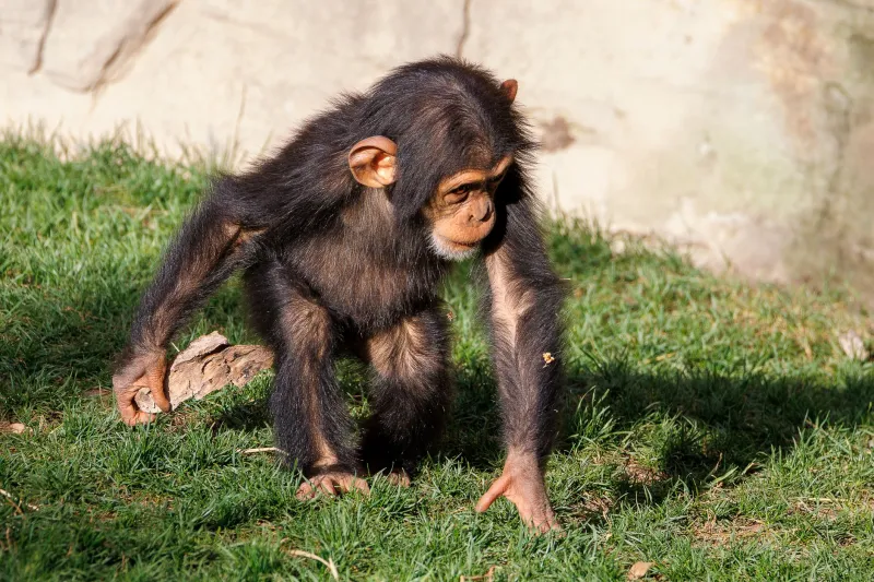 Stone, Stick, and Synapse: What Primate Tool Use Tells Us About the Roots of Human Thought